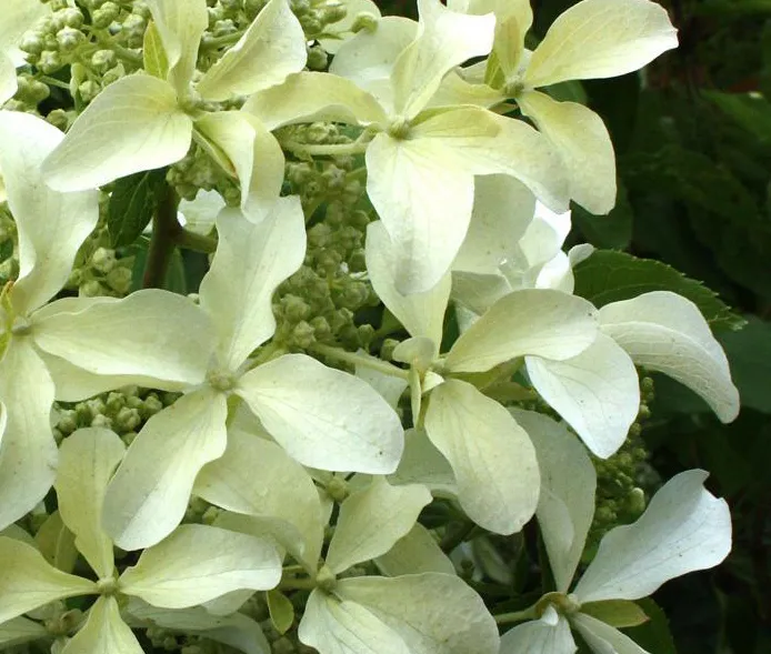 Poza Flori perene Hortensia / HYDRANGEA  PANICULATA GREAT STAR h = 50 - 60cm. Poza 10510