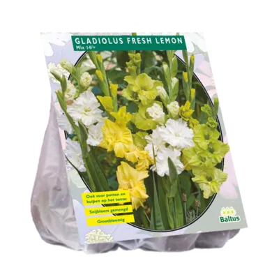 Poza Bulbi flori perene Gladiole `Fresh Lemon`, 15 buc/pachet. Poza 10835