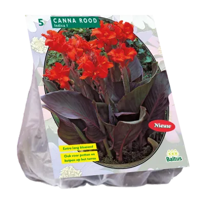 Poza Bulbi flori perene, `Canna Donkerroodblad, Rood`, 3 rizomi/pachet. Poza 10944