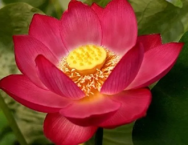 Poza Plante acvatice, Nelumbo red (lotus). Poza 11056