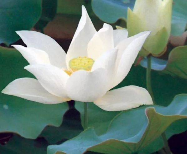 Poza Plante acvatice, Nelumbo white (lotus). Poza 11060