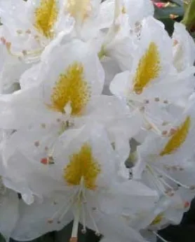 Poza Arbusti cu flori AZALEA JAPONICA Madame Masson ,h=40 cm. Poza 11252