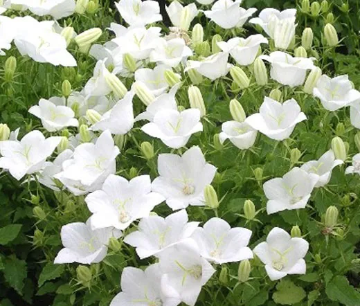Poza Flori de gradina perene Campanula  CLIPS WHITE. Poza 11445