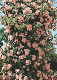 Poza Trandafiri agatatori de gradina urcatori cu radacina .Cei mai frumosi trandafiri cataratori de gradina cu flori mari, catifelate si parfumate 