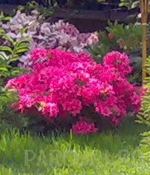 Poza Arbusti cu flori Azalea japonica`Amonea