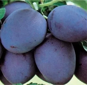 Poza Pomi fructiferi Pruni soiul Stanley la ghiveci