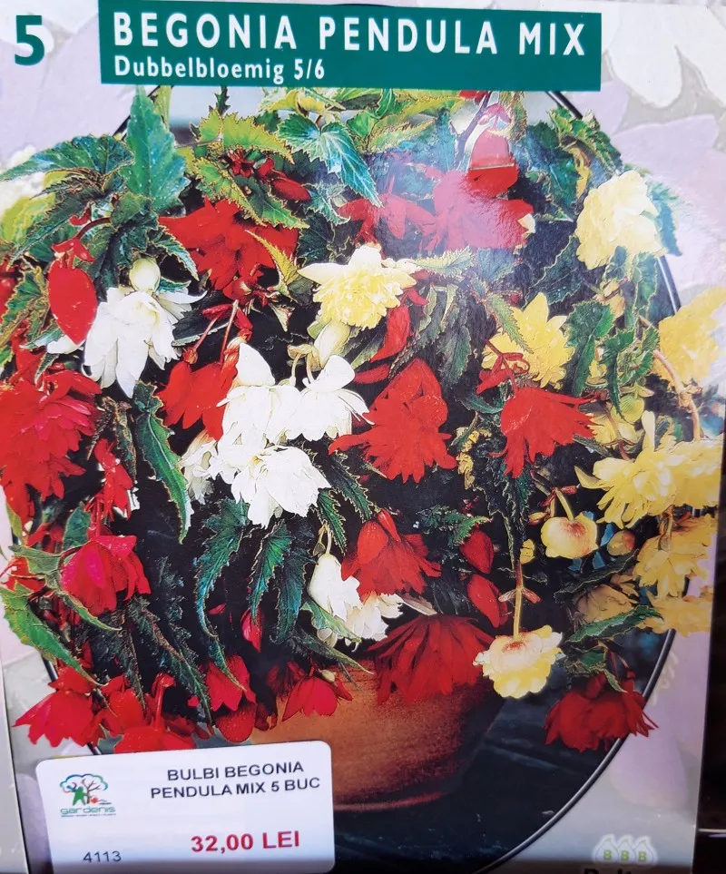 Poza Bulbi primavara Begonia pendula flori duble mix, 5 bulbi / pachet. Poza 12860