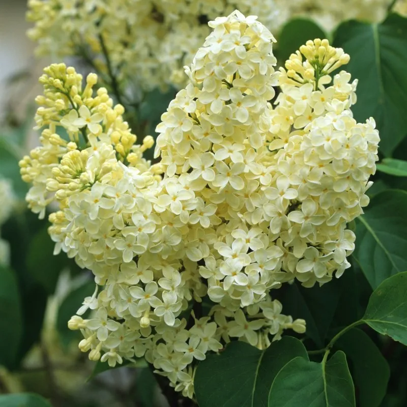 Poza Liliac GALBEN ,parfumat cu flori duble, SYRINGA VULGARIS PRIMROSE ghiveci 25l, h=100-125 cm. Poza 12874