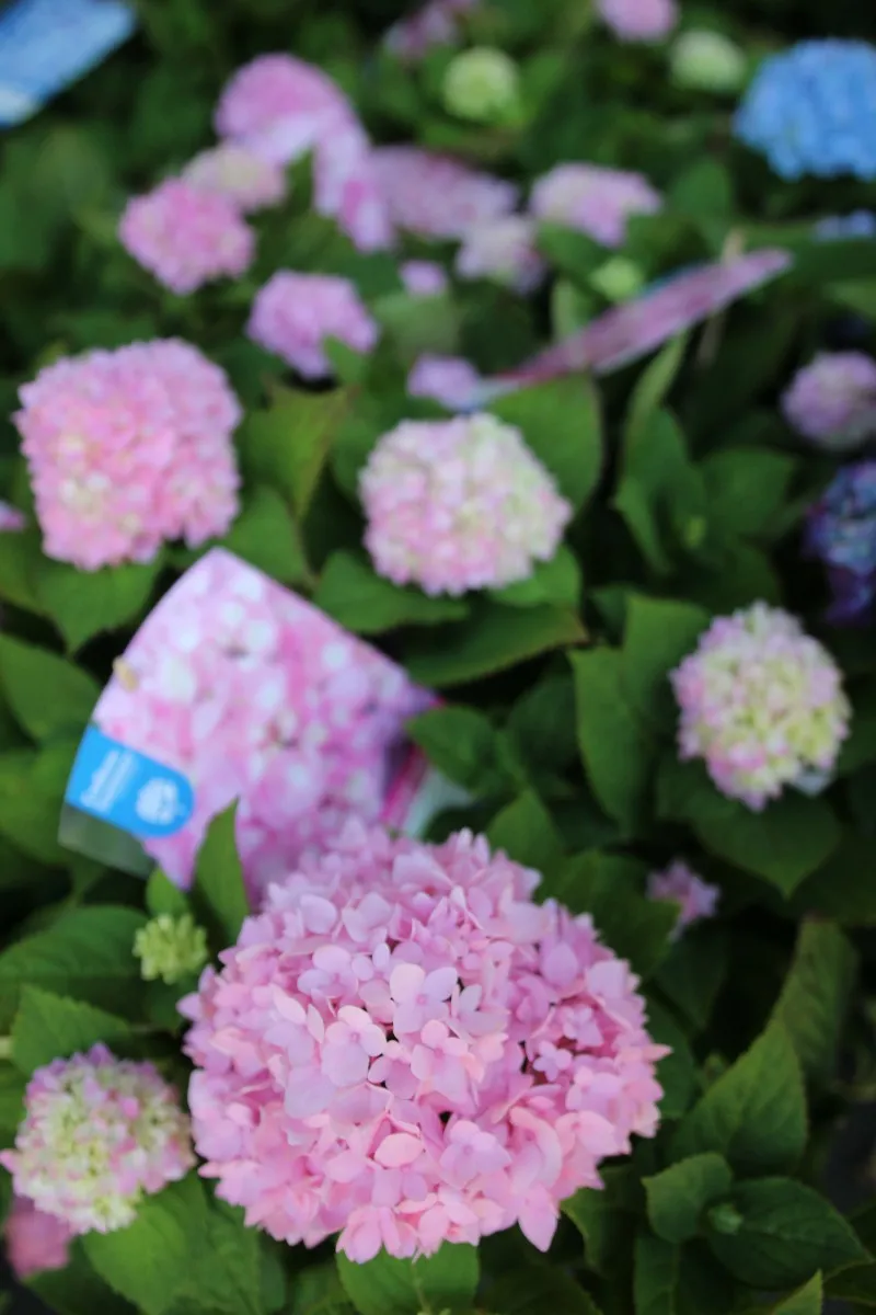 Poza Flori perene Hortensia /HYDRANGEA MACROPHYLLA Endless Summer Pink  h=35-40 cm, ghiveci 5 litri. Poza 13070