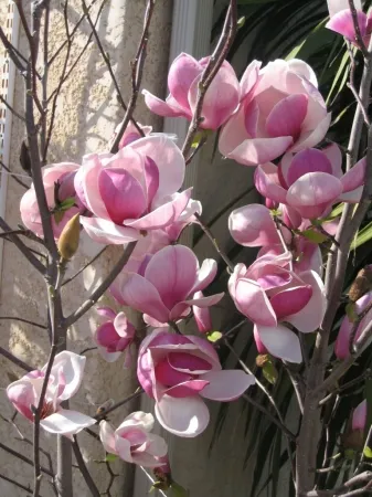 Poza Arbusti gradina frunze cazatoare Magnolia soulangeana 