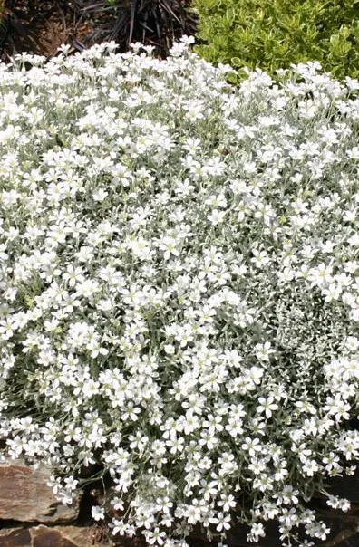 Poza Flori de gradina perene Cerastium tomentosum, culoare alb. Poza 14305