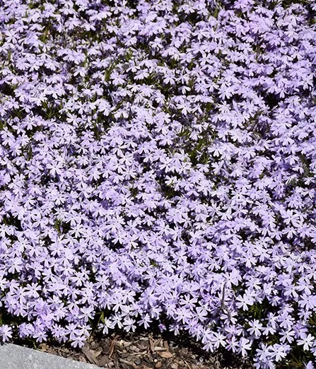 Poza Flori de gradina perene Phlox Subulata Early Spring Lavender ghiveci diametru 9 cm. Poza 14322