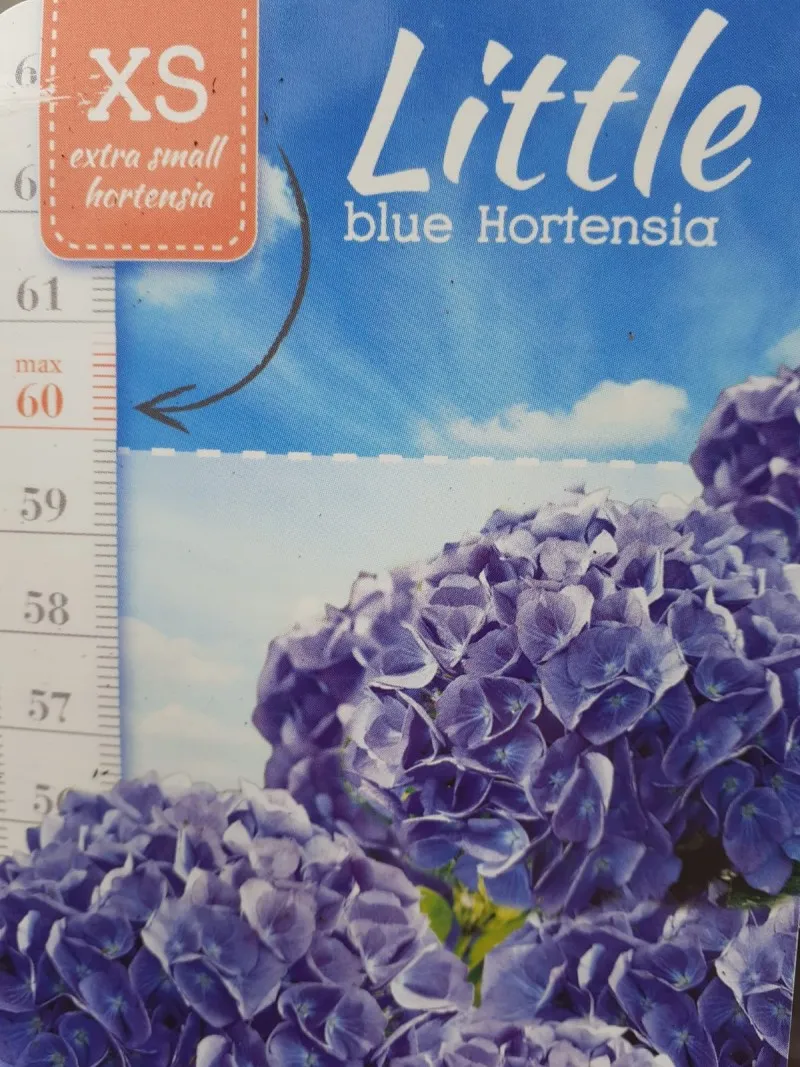 Poza Flori perene Hortensia / HYDRANGEA MACROPHYLLA LITTLE BLUE, 20-30 cm, ghiveci 2 litri. Poza 14460