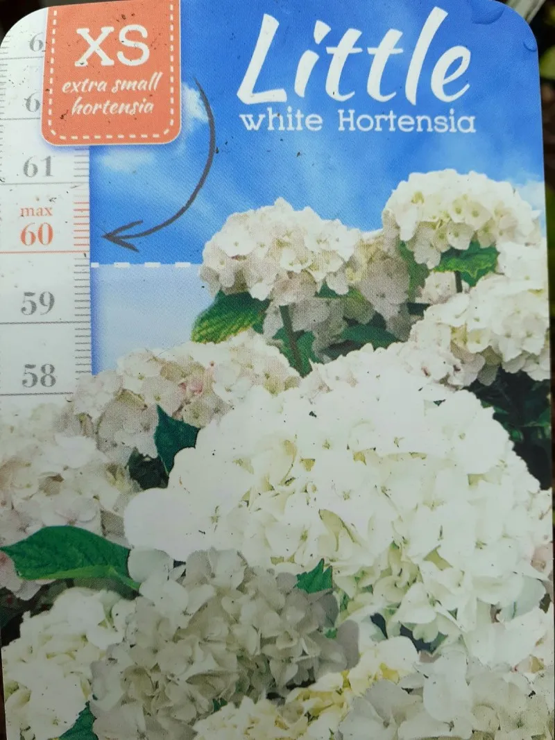 Poza Flori perene Hortensia / HYDRANGEA MACROPHYLLA LITTLE WHITE, 20-30 cm, ghiveci 2 litri. Poza 14464
