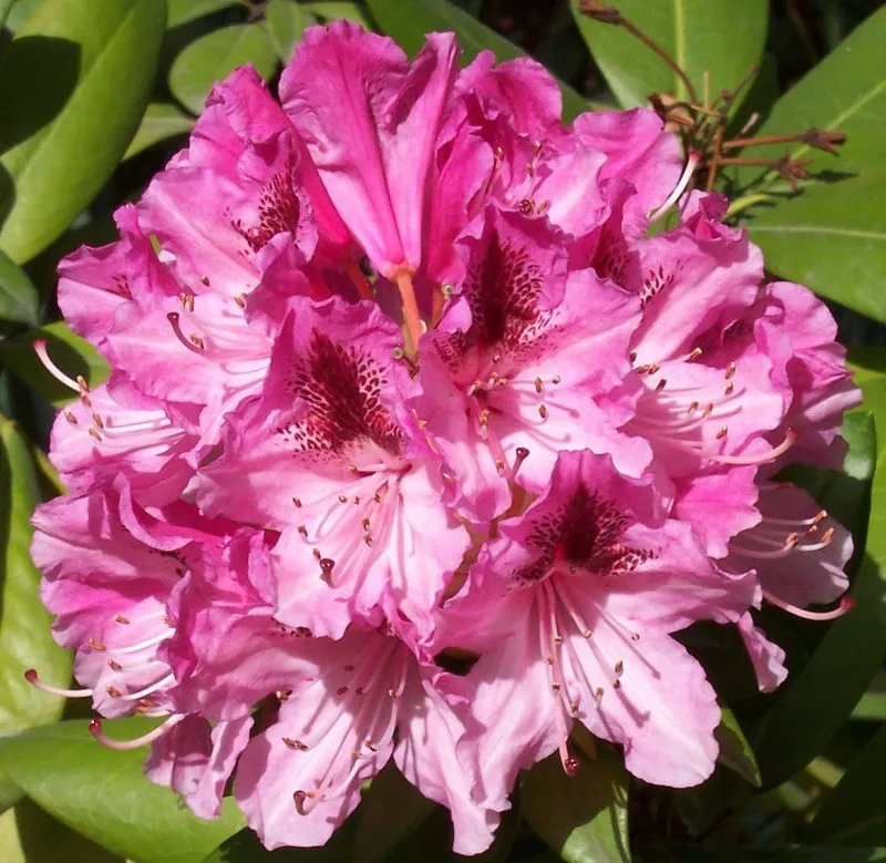 Poza Arbusti cu flori RHODODENDRON COSMOPOLITAN  h=40-50 cm, ghiveci 7,5 litri. Poza 14472