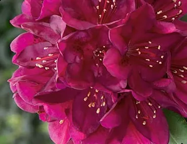 Poza Arbusti cu flori RHODODENDRON Negrita  h=20-30 cm, ghiveci 4 litri. Poza 14556