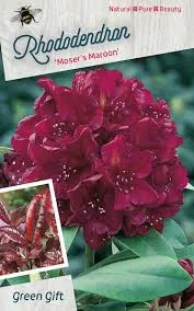 Poza Arbusti cu flori RHODODENDRON Moser Maroon ,diam 60 -80cm ghiv 10 l. Poza 14560