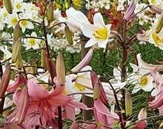 Poza Flori perene Lilium regale / crin ghiveci de 3 litri. Poza 14658