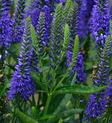 Poza Flori de gradina perene Veronica Longifolia Blue Indigo. Poza 14870