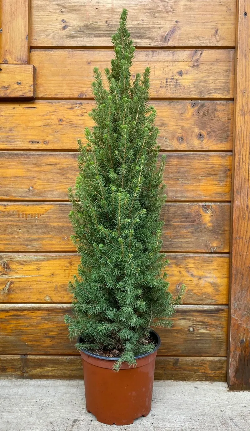 Poza Picea Glauca Conica h=40-50 cm. Poza 15000