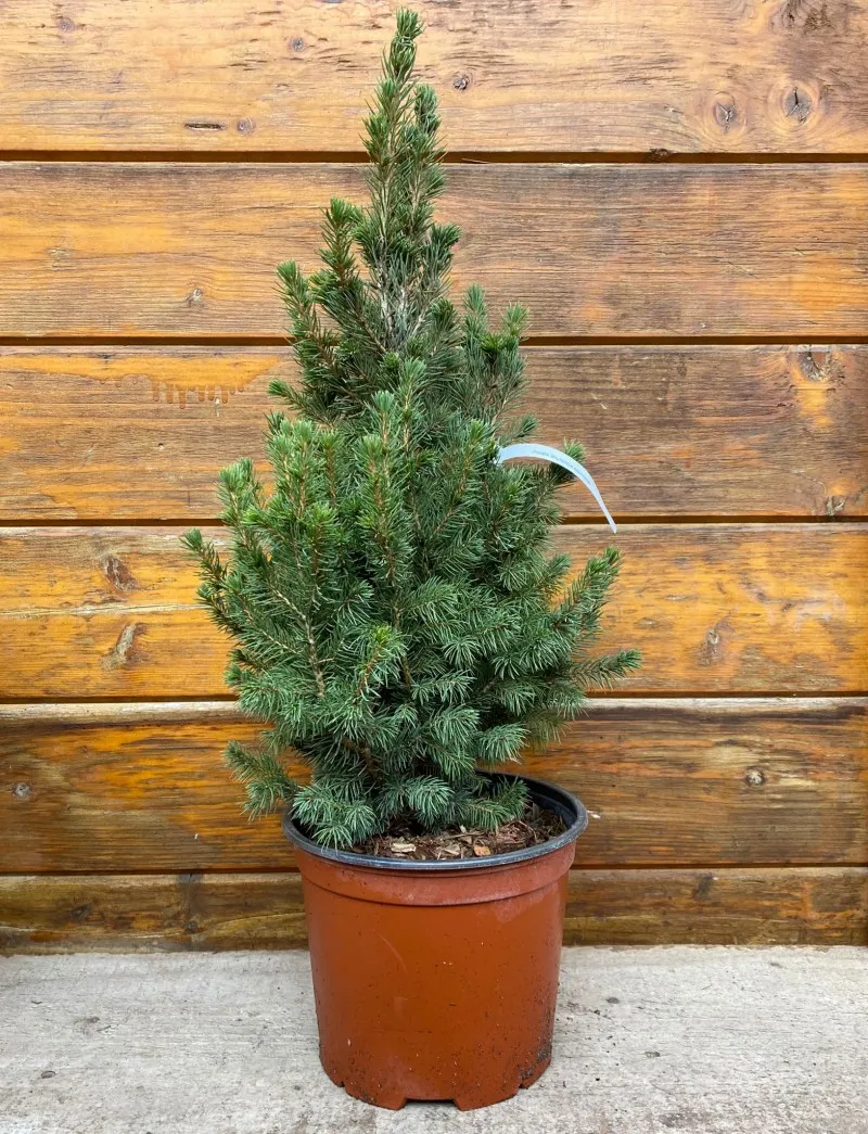 Poza Picea Glauca Conica h=25-30 cm. Poza 15002