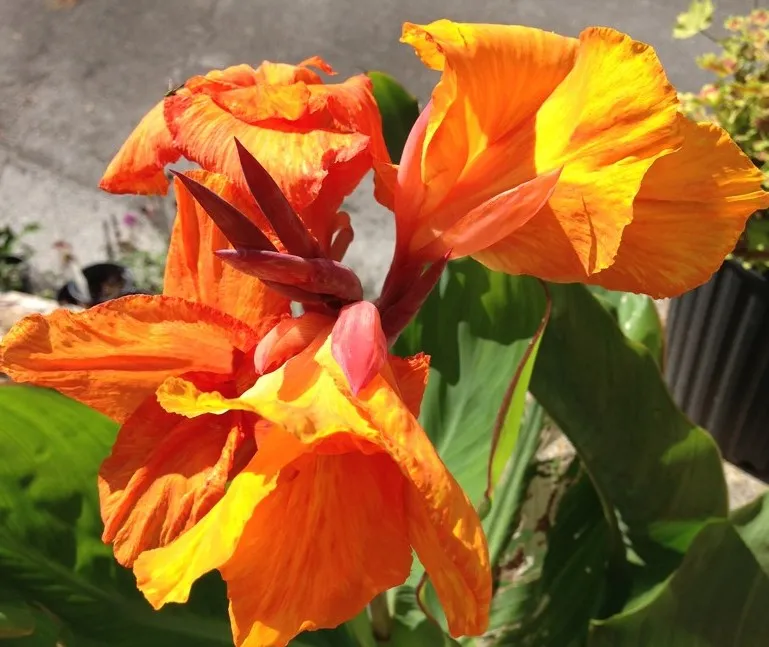 Poza Bulbi plante perene, Canna Orange Beauty, 1 rizom / pachet, flori porocalii. Poza 15043