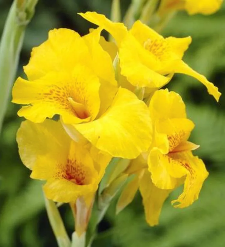 Poza Bulbi plante perene, Canna Richard Wallace, 1 rizom / pachet, flori galben intens. Poza 15047