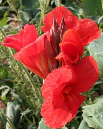 Poza Bulbi plante perene, Canna The President, 1 rizom / pachet, flori rosu corai. Poza 15051