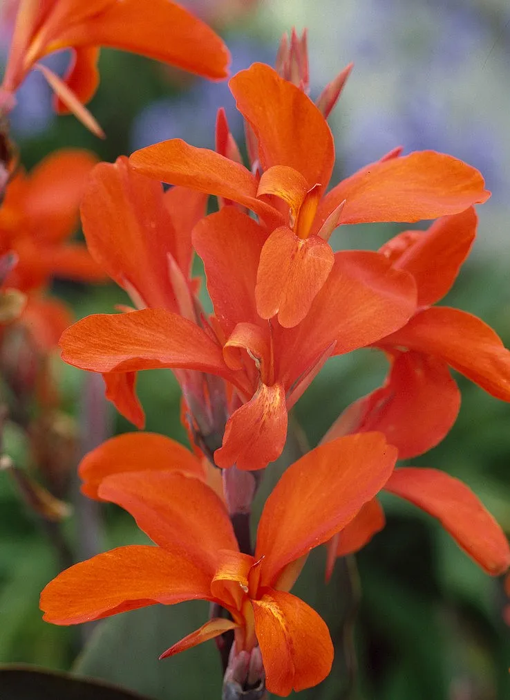 Poza Bulbi plante perene, Canna Verdi, 1 rizom / pachet, flori rosu portocaliu. Poza 15053