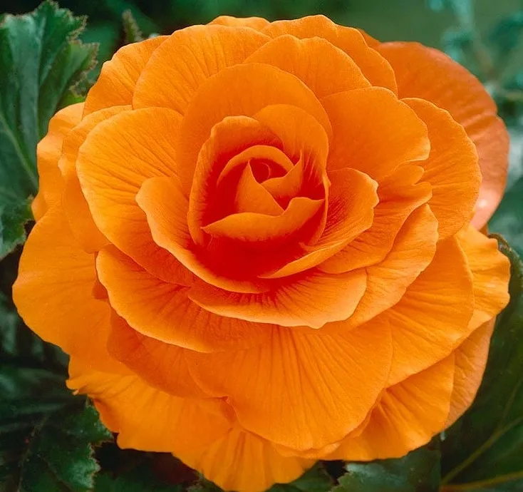 Poza Bulbi flori primavara Begonia Dubbel Orange, 2 bulbi/pachet. Poza 15107