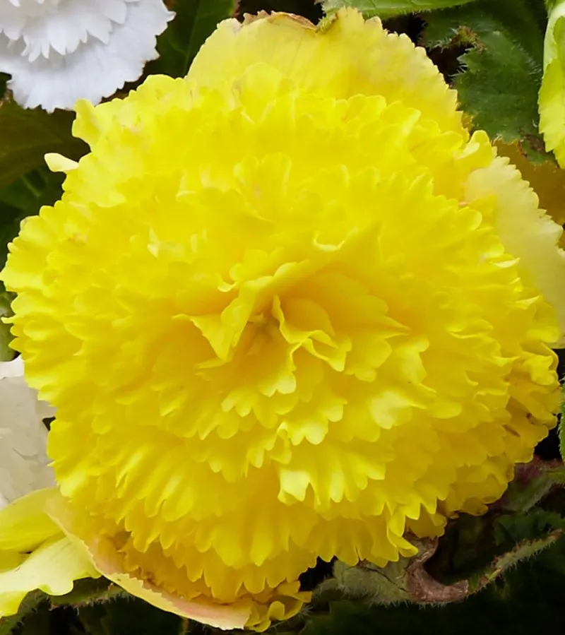 Poza Bulbi flori primavara Begonia Fimbriata Yellow, 2 bulbi/pachet. Poza 15117