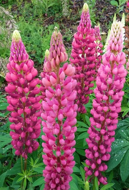 Poza Flori de gradina perene Lupinus Pink (lupin), 1 buc/pachet. Poza 15125
