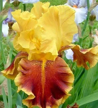 Poza Flori perene Iris Tiger Butter, ghiveci 3l. Poza 15215