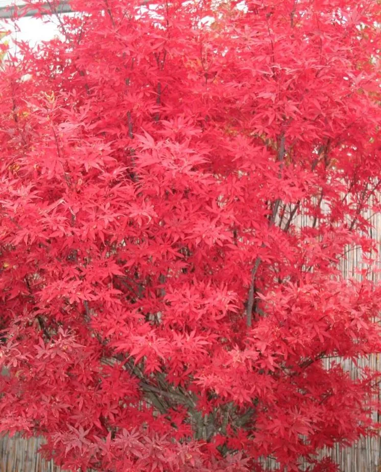 Poza Artar japonez Acer palmatum Skeeter Broom