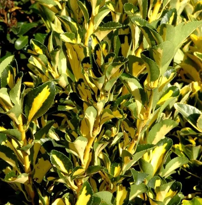 Poza Arbust frunze persistente EUONYMUS JAPONICUS GOLDEN QUEEN, h=20-30 cm, ghiveci 3 litri. Poza 15375