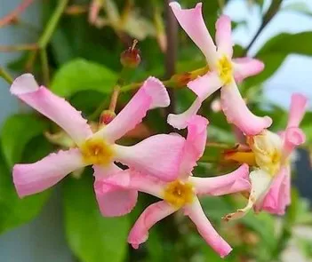 Poza Planta parfumata cataratoare Rhinocospermum asiaticum Pink Showers, h =30-40 cm ghiveci 3 l. Poza 15411