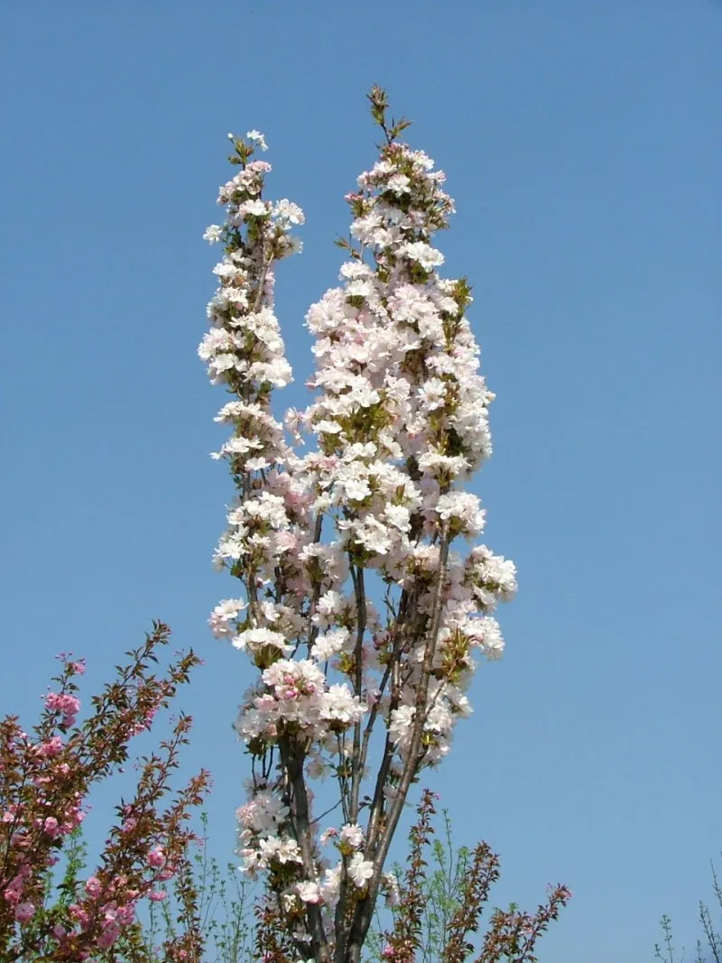 Poza  Prunus serrulata Amanogawa