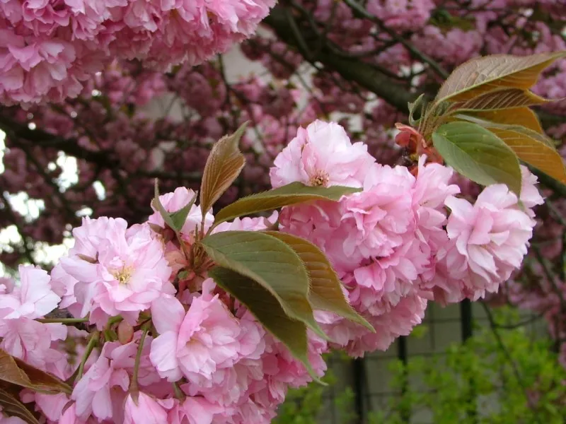 Poza Prunus serrulata Kiku -Shidare-Sakura