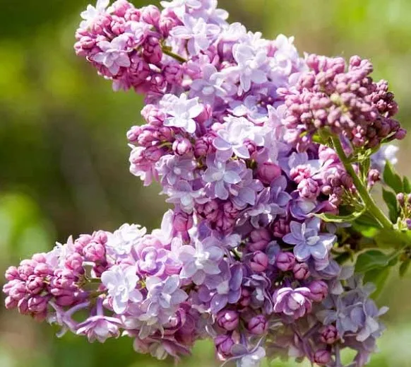Poza Liliac mov parfumat cu flori duble SYRINGA VULGARIS PRESIDENT GREVY clt 25 h=100-125 cm. Poza 15565