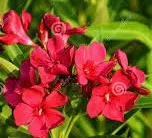 Poza Plante de balcon NERIUM OLEANDER rosu Rosso ghiveci 3 litri h=30-40 cm. Poza 15668