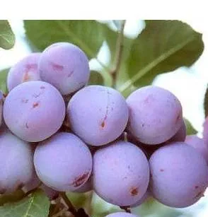 Poza Pomi fructiferi Pruni soiul Renclod Althan Puieti fructiferi altoiti cu radacina ambalata. Poza 13885