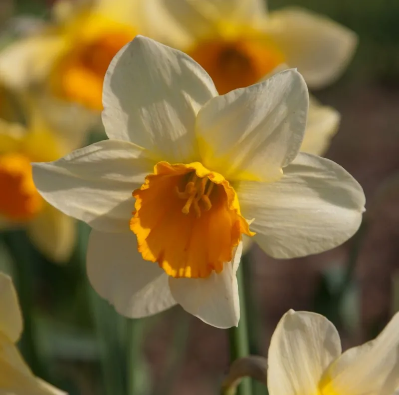 Poza Narcise Sempre Avanti, 5 bulbi/ghiveci, diametru 17 cm, floare batuta, alb cu portocaliu. Poza 16017