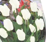 Poza Lalele PURISSIMA FOSTERIANA, flori de culoare alba, 5 bulbi la ghiveci de 17 cm in diametru. Poza 16040