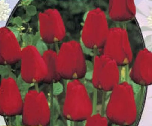 Poza Lalele  APELDOORN ROOD DARWIN 5 bulbi la ghiveci  de diametru 17 cm,  flori de culoare rosie. Poza 16074