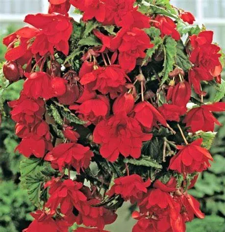 Poza Bulbi flori primavara  Begonia Hanging Basket Pendula Red 2 bulbi/pachet. Poza 16130