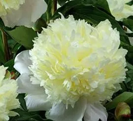 Poza Flori perene Bujor Paeonia lactiflora Laura Dessert ghiveci 1 litru. Poza 15240