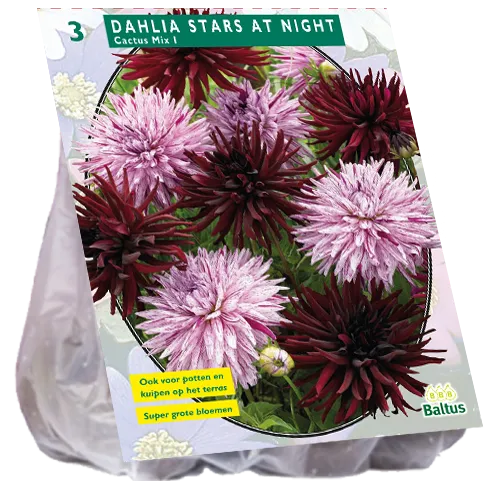 Poza Bulbi de flori de gradina Dahlia Stars at Night (dalia), 3 radacinai / pachet. Poza 16186