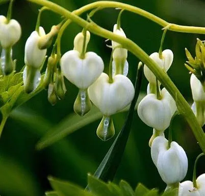 Poza Flori de gradina perene Dicentra spectabilis, cerceii doamnei, culoare alb, ghiveci 2l. Poza 16388