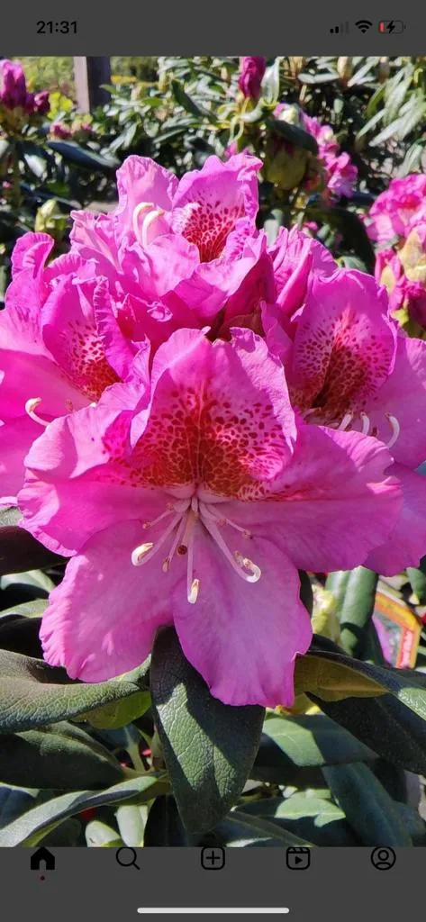 Poza Arbusti cu flori RHODODENDRON Roseum Elegance, h=30-35cm ghiv 5 l. Poza 16621