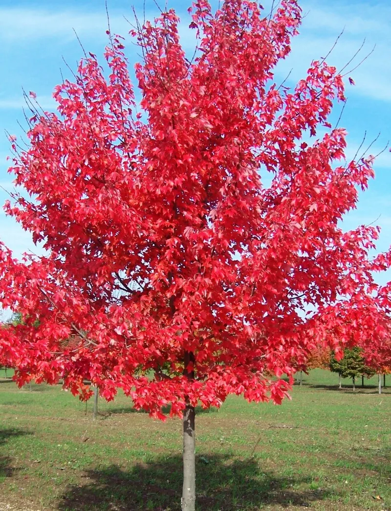 Poza Arbori foiosi Acer rubrum October Glory ghiveci 3l. Poza 16255
